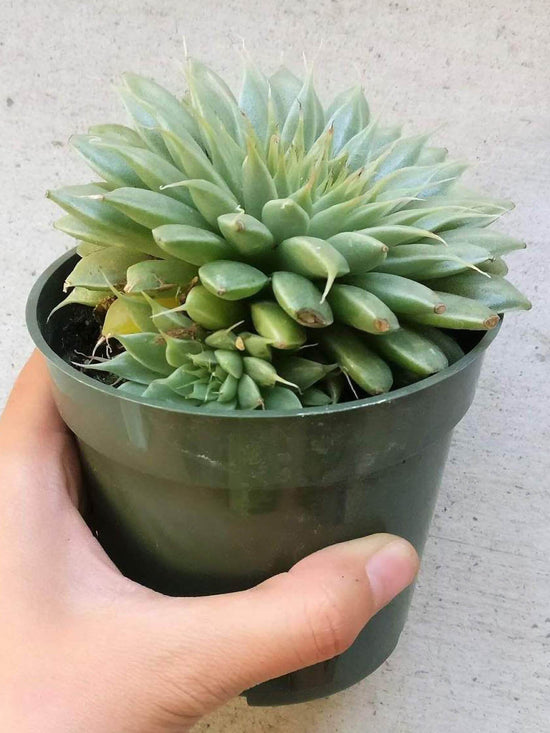 Echeveria Grapt Silver Star Plant or Graptopetalum hybrid with Green with Reddish tip coloured leaves and Orange and Yellow coloured flower 