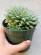 Echeveria Grapt Silver Star Plant or Graptopetalum hybrid with Green with Reddish tip coloured leaves and Orange and Yellow coloured flower 