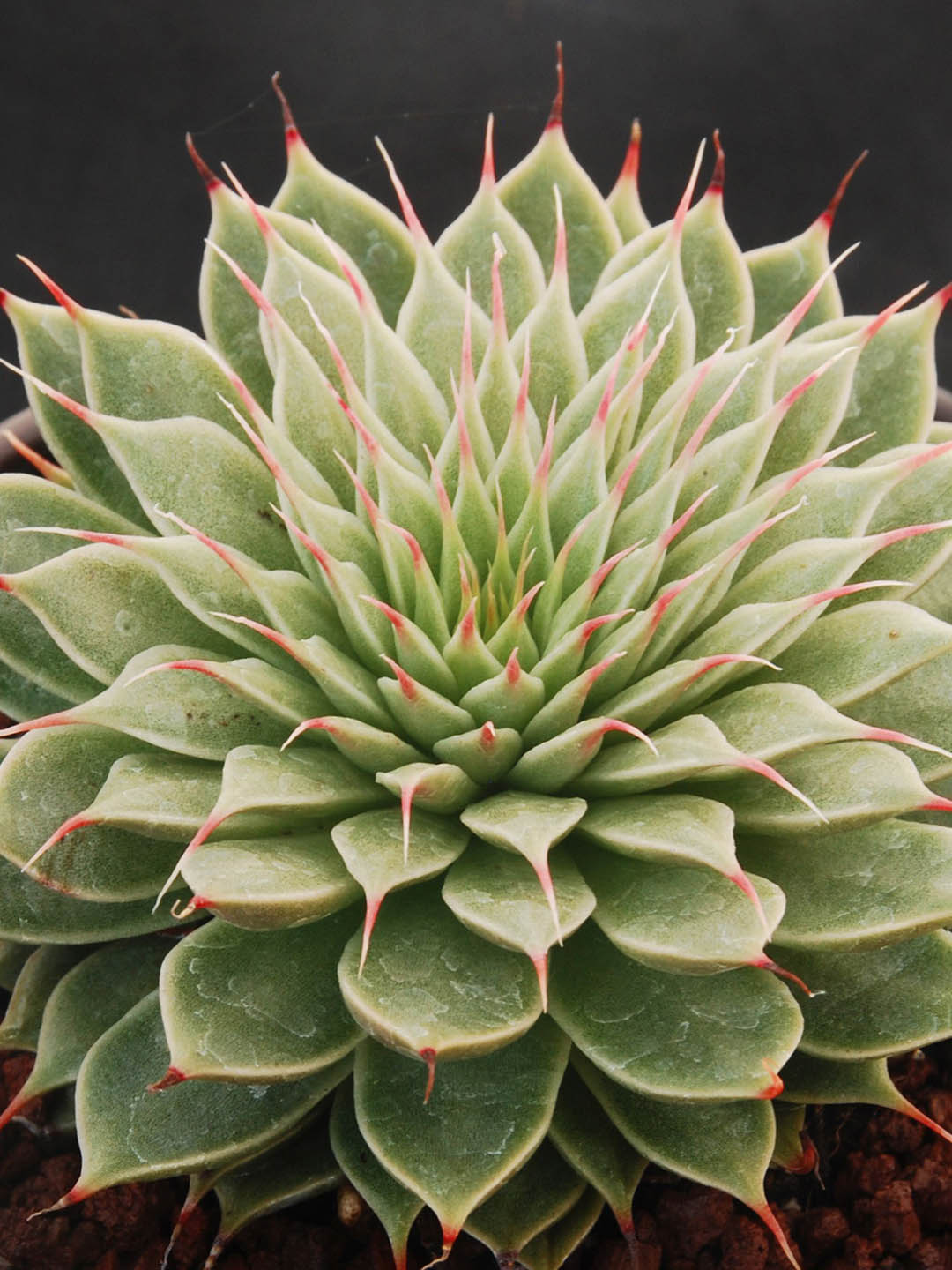 Echeveria Grapt Silver Star