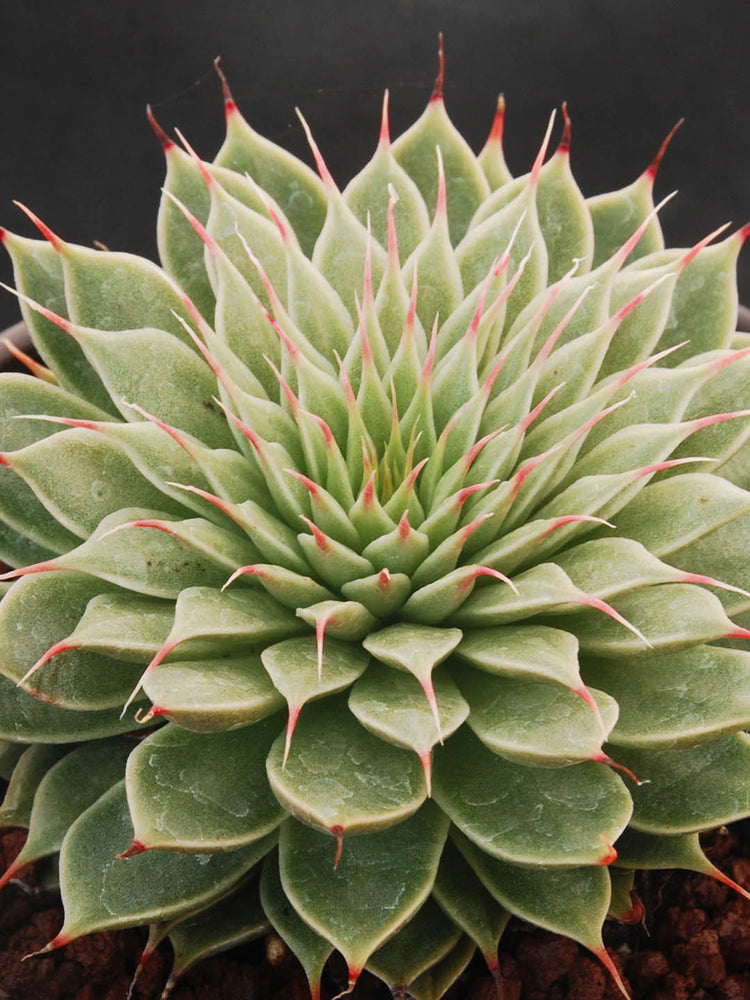 Echeveria Grapt Silver Star