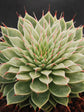 Echeveria Grapt Silver Star
