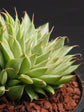 Echeveria Grapt Silver Star