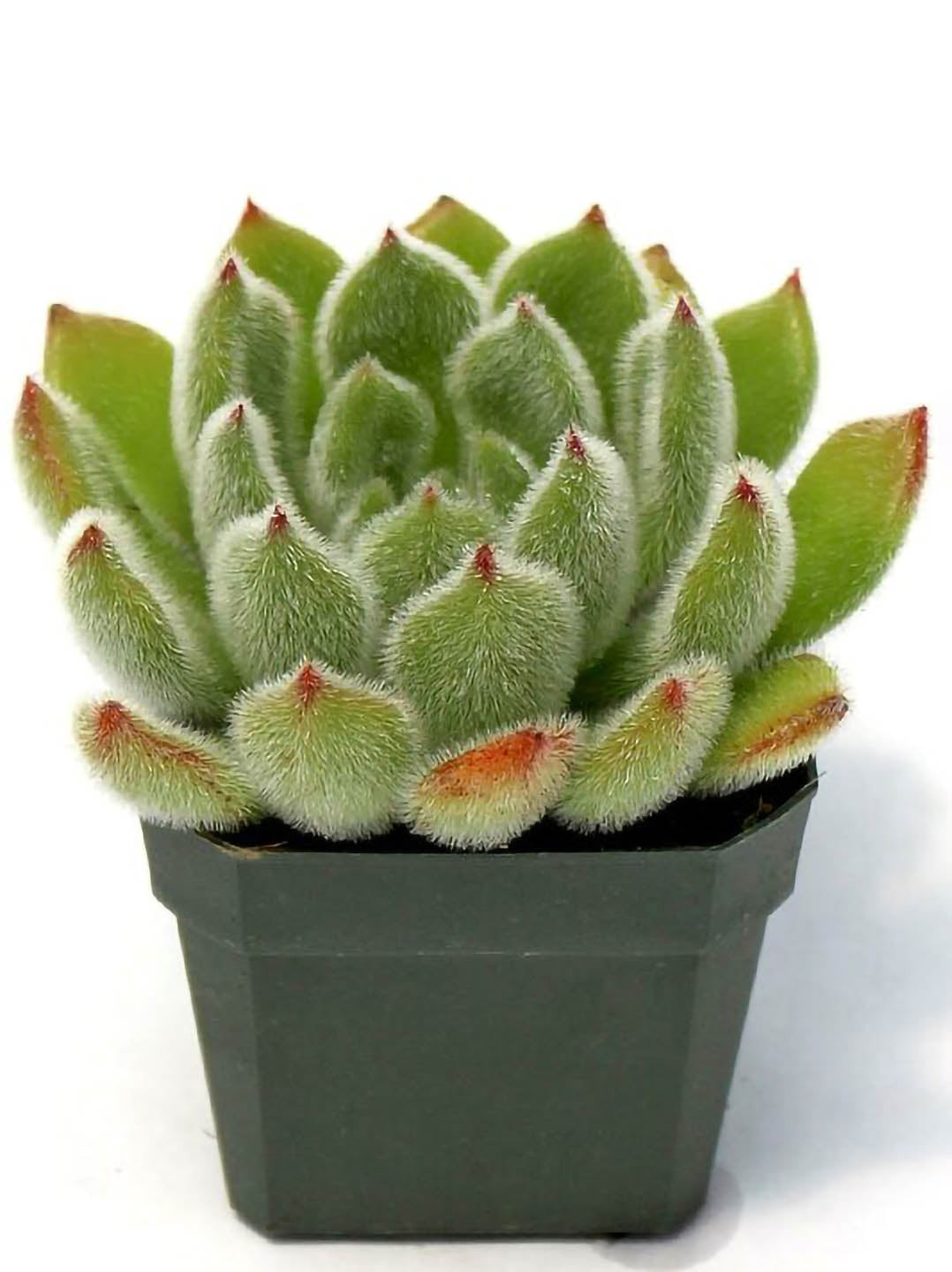 Echeveria Doris Taylor Plant or Woolly Rose with Green coloured leaves and Orange and Yellow coloured flower 