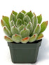 Echeveria Doris Taylor Plant or Woolly Rose with Green coloured leaves and Orange and Yellow coloured flower 