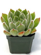 Echeveria Doris Taylor Plant or Woolly Rose with Green coloured leaves and Orange and Yellow coloured flower 