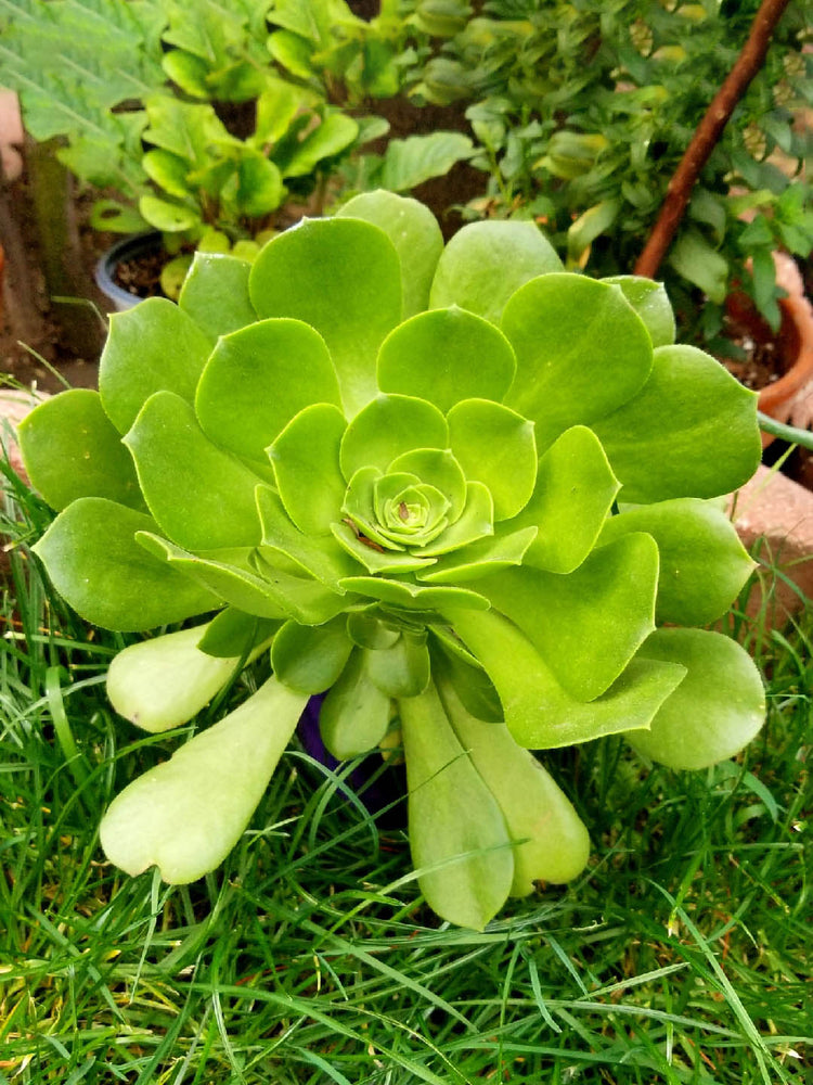 Aeonium Arboreum Plant or Tree Aeonium with Lime Green coloured leaves and White coloured flower 