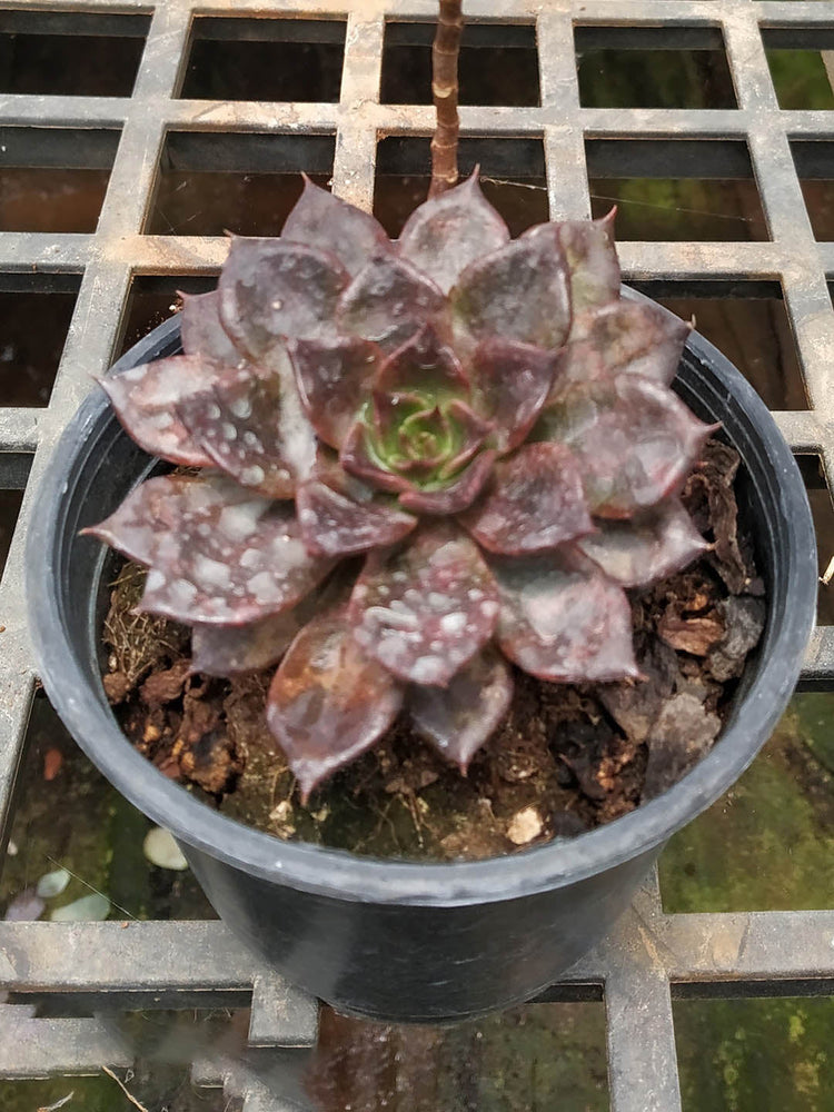 Echeveria Affinis Black Prince Plant or Black Prince Echeveria with Black with a glowing maroon centre coloured leaves and Scarlet Red coloured flower 