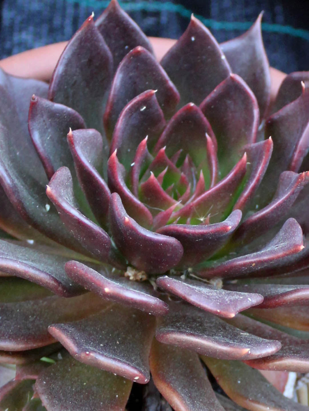 Echeveria Affinis Black Prince 