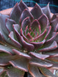 Echeveria Affinis Black Prince 