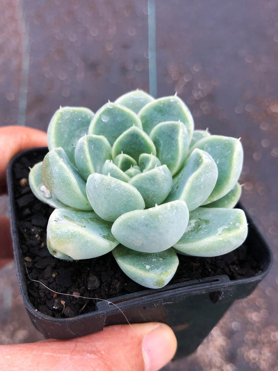 Echeveria Elegans Plant or Pearl Echeveria, Mexican-Snowball with Green coloured leaves and Scarlet Red coloured flower 