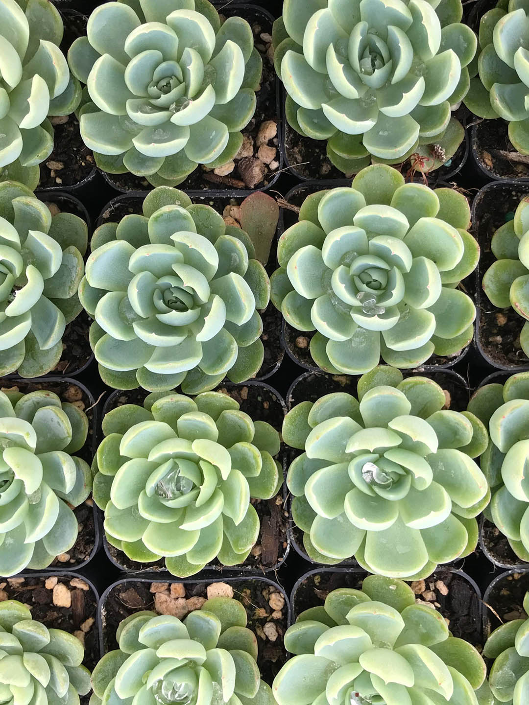Echeveria Elegans