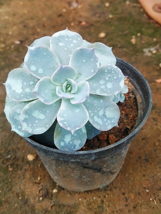 Echeveria Lilacina Plant or Ghost Echeveria, Mexican Hens and Chicks with Silvery Green coloured leaves and Pale pink or coral pink coloured flower 