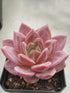 Echeveria Pink Champagne Plant or Pink Echeveria with Pink coloured leaves and Pale pink or coral pink coloured flower 