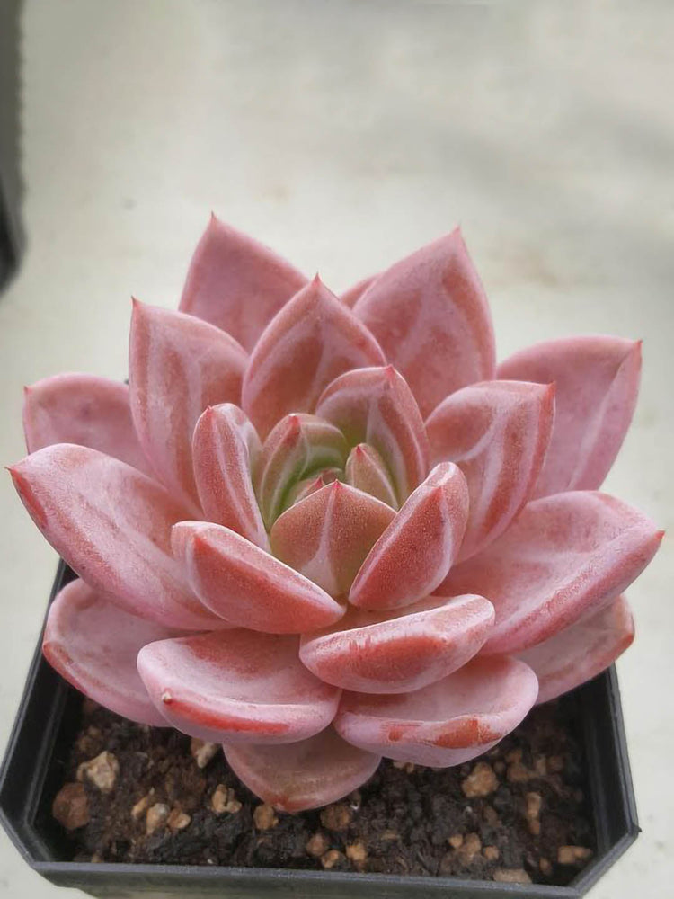 Succulent Varieties