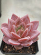 Echeveria Pink Champagne Plant or Pink Echeveria with Pink coloured leaves and Pale pink or coral pink coloured flower 