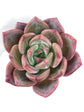 Echeveria Pink Champagne 