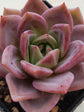 Echeveria Pink Champagne 