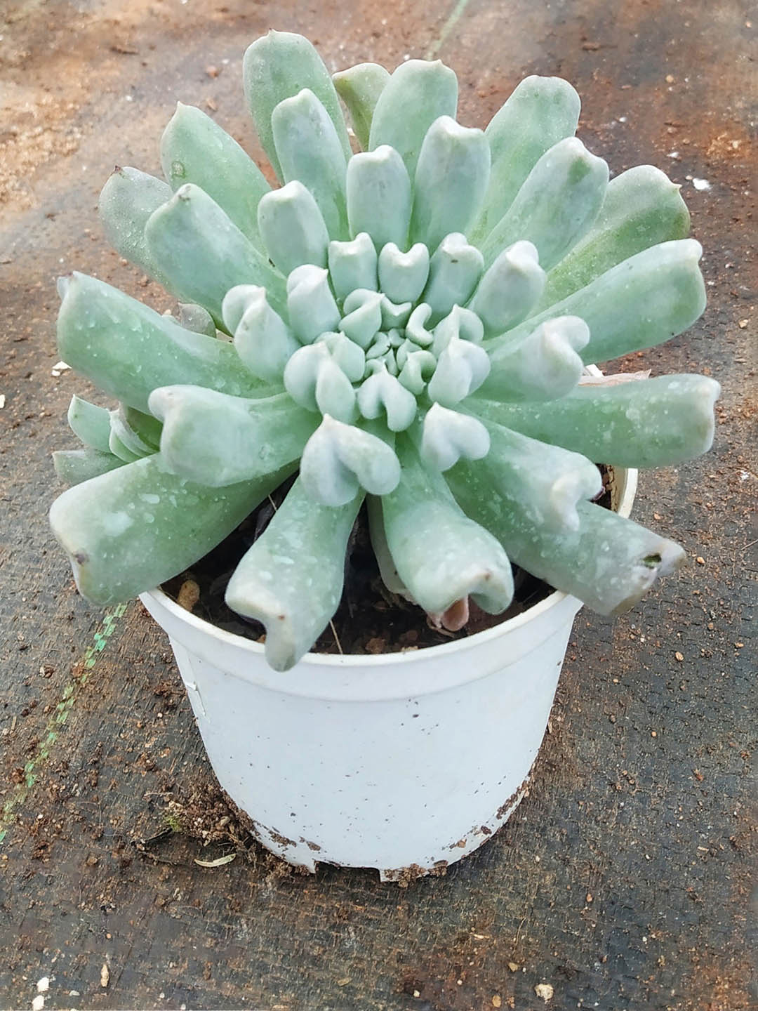 Echeveria Runyonii Plant or Silver Spoons Echeveria ,Topsy turvy with Grey green coloured leaves and Yellow and Orange coloured flower 