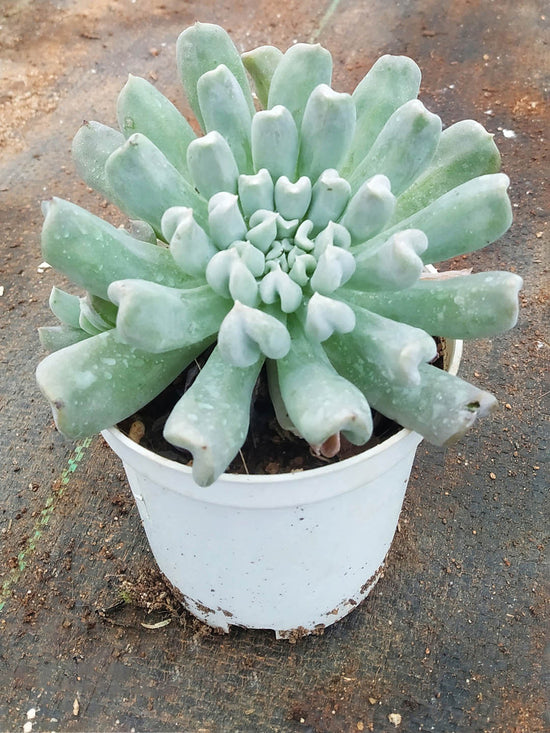 Echeveria Runyonii Plant or Silver Spoons Echeveria ,Topsy turvy with Grey green coloured leaves and Yellow and Orange coloured flower 