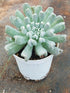 Echeveria Runyonii Plant or Silver Spoons Echeveria ,Topsy turvy with Grey green coloured leaves and Yellow and Orange coloured flower 