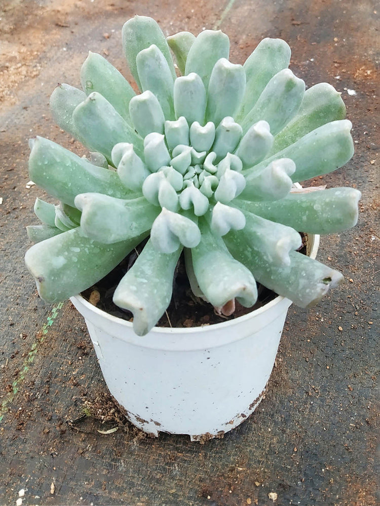 Echeveria Runyonii Plant or Silver Spoons Echeveria ,Topsy turvy with Grey green coloured leaves and Yellow and Orange coloured flower 