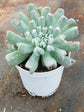 Echeveria Runyonii Plant or Silver Spoons Echeveria ,Topsy turvy with Grey green coloured leaves and Yellow and Orange coloured flower 