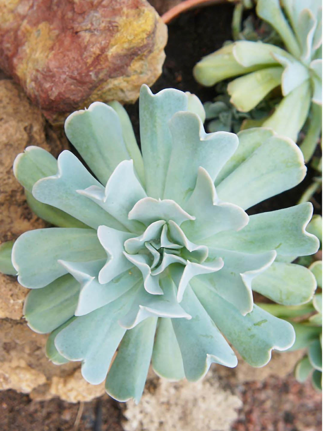 Echeveria Runyonii