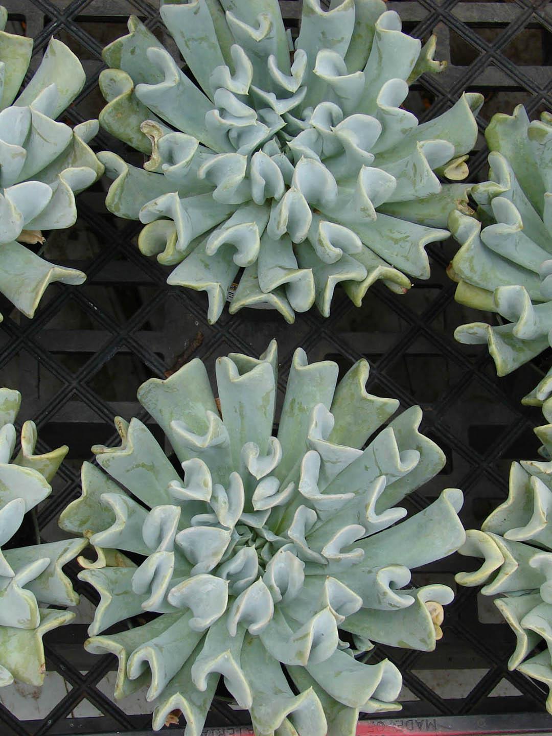 Echeveria Runyonii