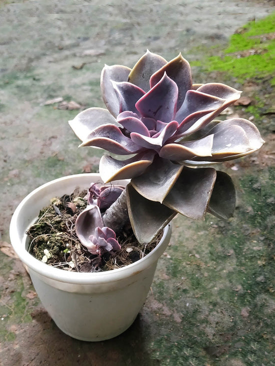 Echeveria Gibbiflora Plant or Hens and Chicks Plant with Purple coloured leaves and Yellow and Orange coloured flower 