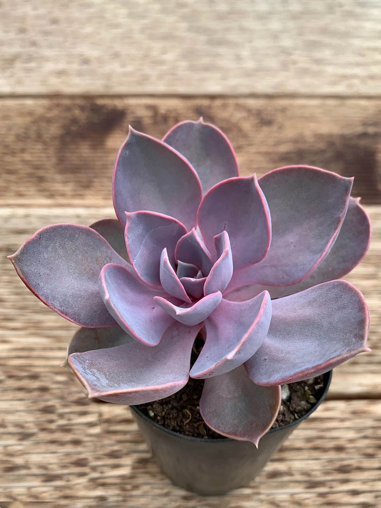 Echeveria Gibbiflora