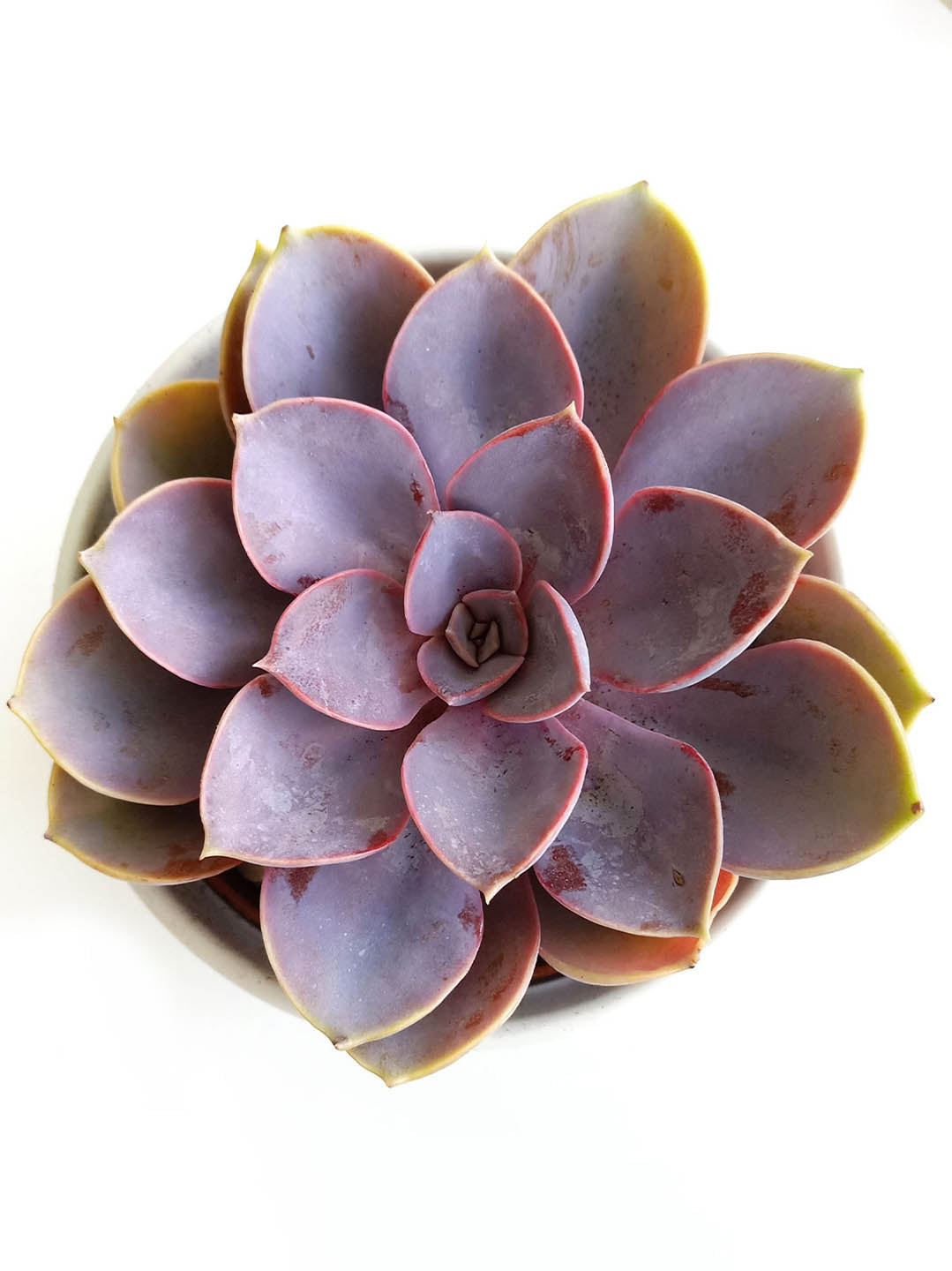 Echeveria Gibbiflora