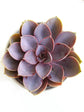 Echeveria Gibbiflora