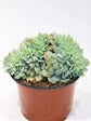 Echeveria Secunda Cristata Plant or Glaucous Echeveria with Frost Green coloured leaves and Pink coloured flower 