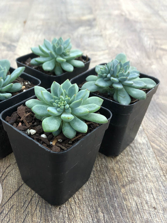 Echeveria Amoena Plant or Echeveria with Frost Green coloured leaves and Pink coloured flower 