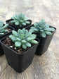 Echeveria Amoena Plant or Echeveria with Frost Green coloured leaves and Pink coloured flower 