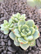 Echeveria Amoena
