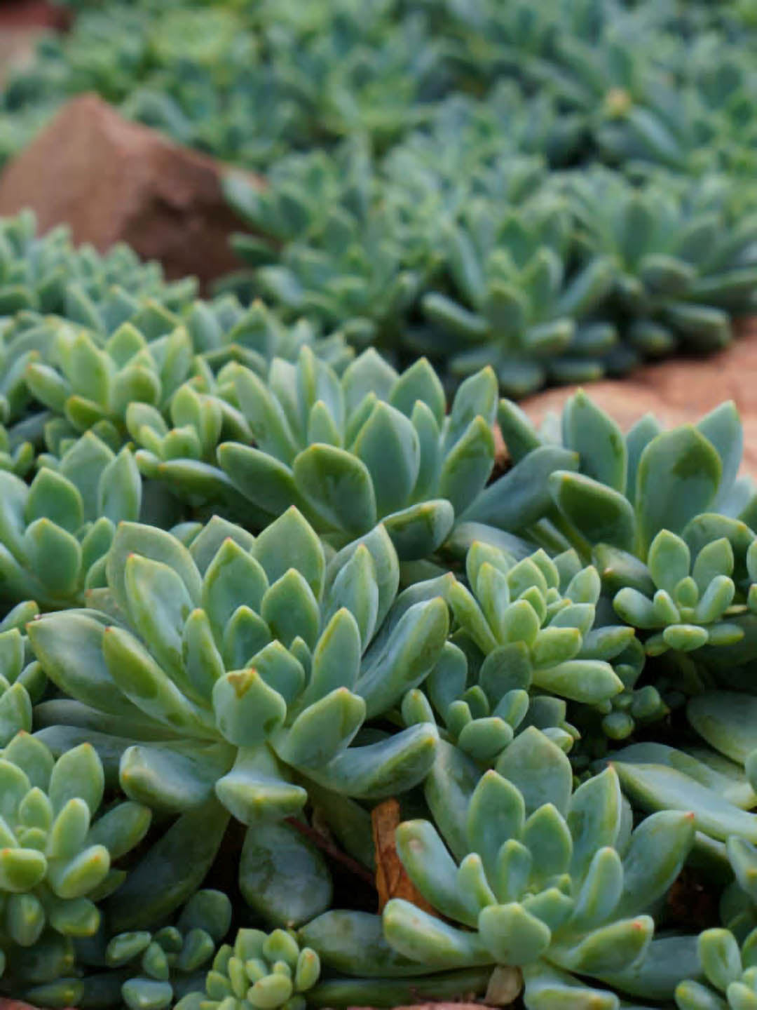 Echeveria Amoena