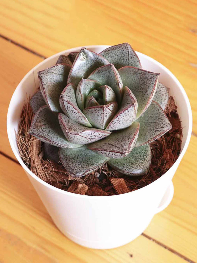Echeveria Lotus Chinensis Plant or Hens and Chicks Plant with Rust Green coloured leaves and Pink coloured flower 