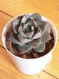 Echeveria Lotus Chinensis Plant or Hens and Chicks Plant with Rust Green coloured leaves and Pink coloured flower 