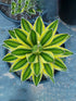 Agave Lophantha Superwhite Plant or Easter Lily Cactus,Agave Univittata Lophantha with Yellow and Green Bands coloured leaves and White coloured flower 