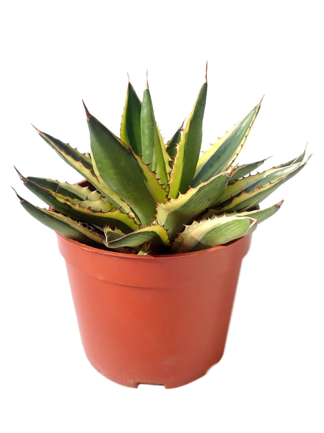 Agave Lophantha Superwhite