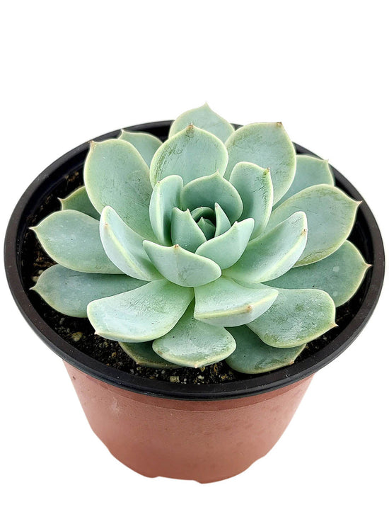 Echeveria Pegasus Plant or Pegasus Flora Echeveria with Frost Green coloured leaves and Pink coloured flower 