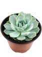 Echeveria Pegasus Plant or Pegasus Flora Echeveria with Frost Green coloured leaves and Pink coloured flower 