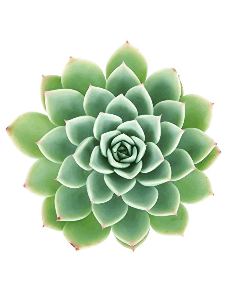 Echeveria Pegasus