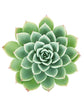Echeveria Pegasus