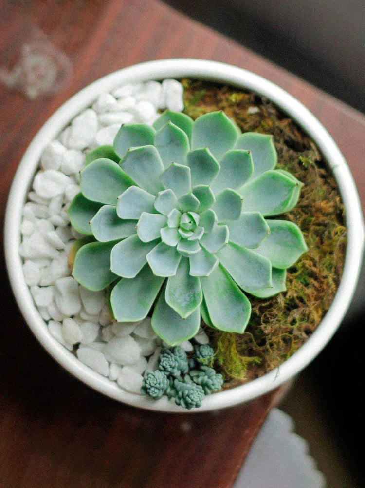 Echeveria Pegasus