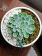 Echeveria Pegasus
