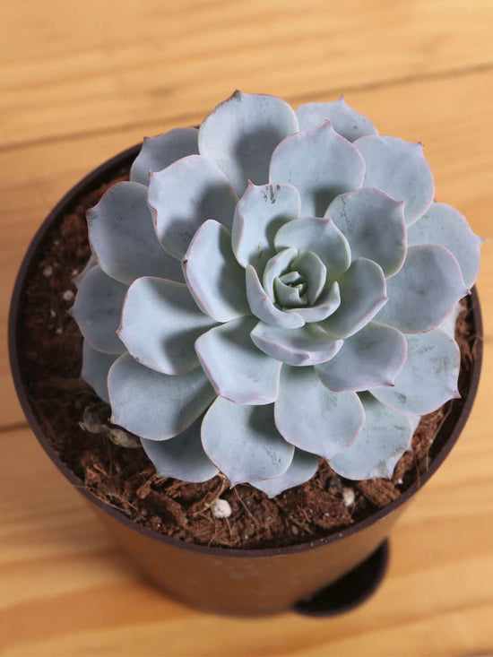 Echeveria Subsesilis Hybrid Silver Plant or Hens and Chicks Plant with Silvery Green coloured leaves and Pink coloured flower 