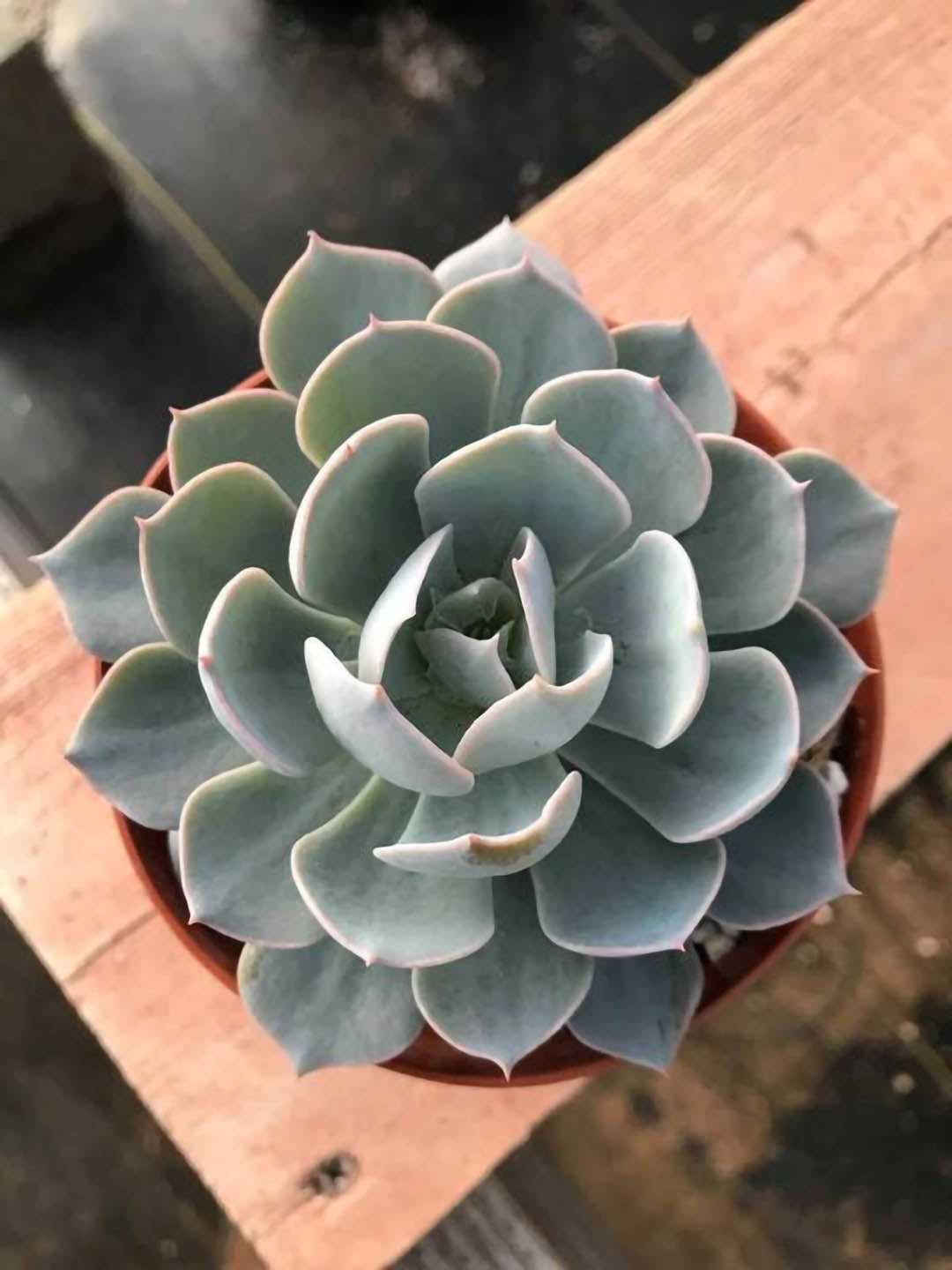 Echeveria Subsesilis Hybrid Silver