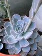 Echeveria Subsesilis Hybrid Silver